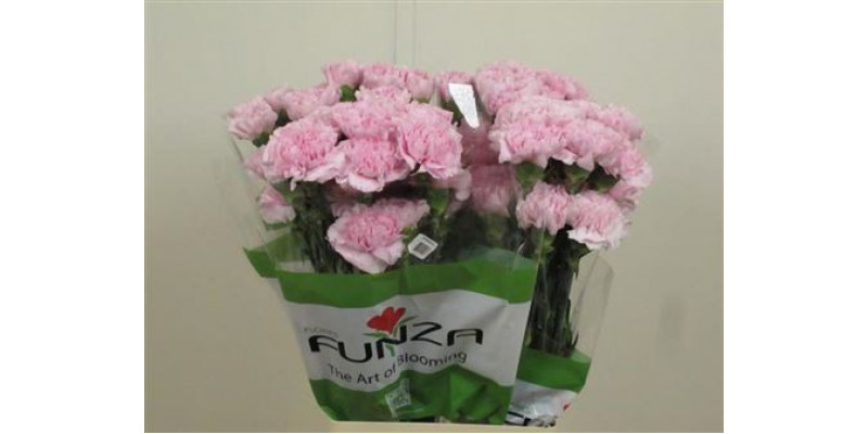 Dianthus St Faith 70cm A1 Col-Pink