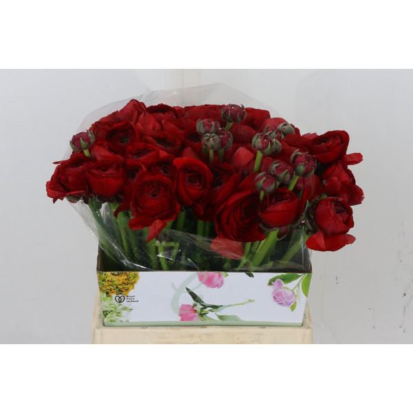 Ranunculus Cloni Tango Red A1 Col-Red