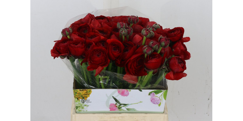 Ranunculus Cloni Tango Red A1 Col-Red