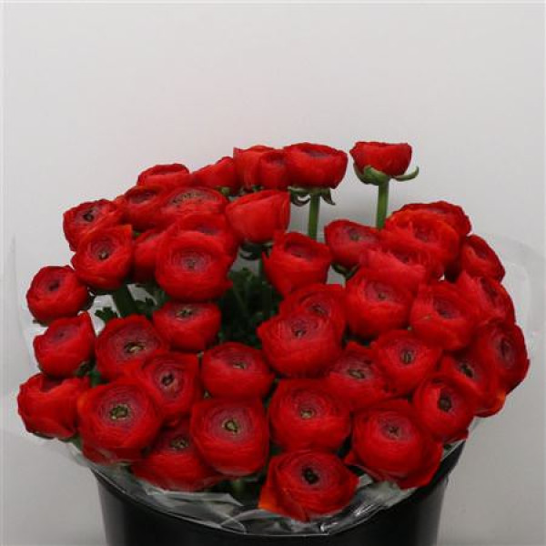 Ranunculus Su Sr Tango Red Extra 40 cm A1