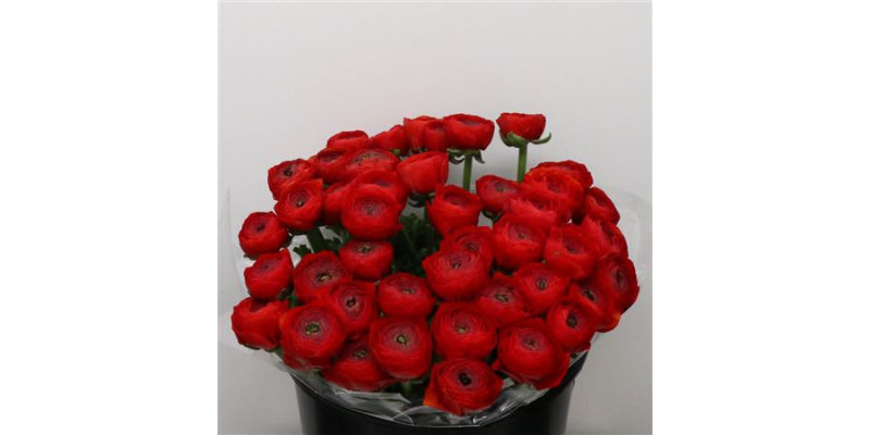 Ranunculus Su Sr Tango Red Extra 40 cm A1