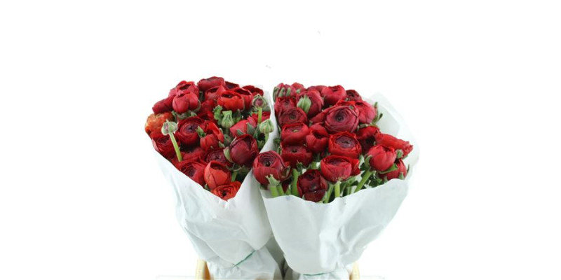Ranunculus Clooney Tango Red 45 cm A1