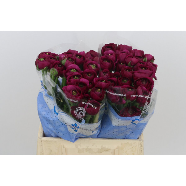 Ranunculus Cloni Sherry Purple 40cm A1 Col-Violet