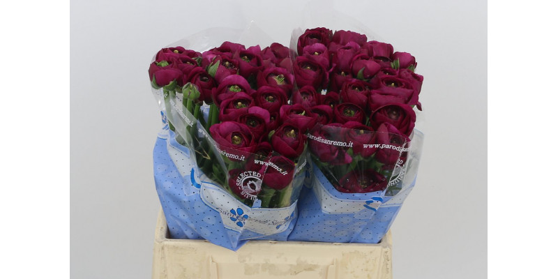 Ranunculus Cloni Sherry Purple 40cm A1 Col-Violet