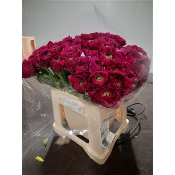 Ranunculus Su Sherry Extra 45cm A1