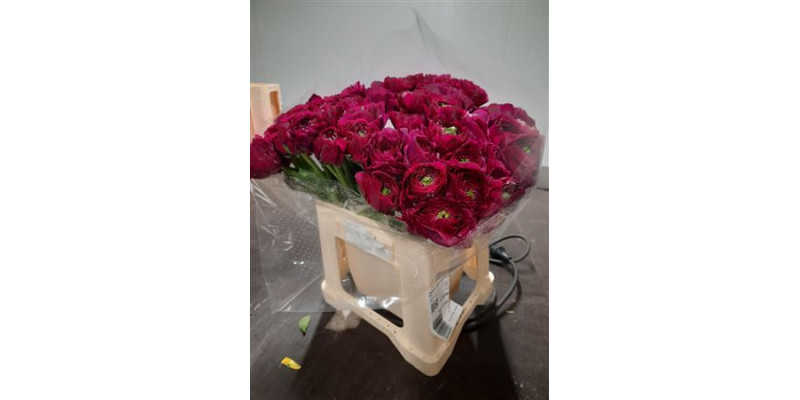 Ranunculus Su Sherry Extra 45cm A1