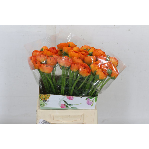 Ranunculus Cloni Lambada Orange 40cm A1 Col-Orange