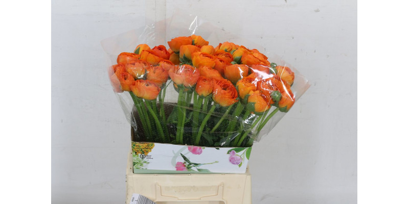 Ranunculus Cloni Lambada Orange 40cm A1 Col-Orange