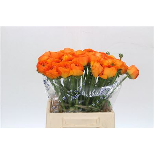 Ranunculus Clooney Lambada Extra 45cm A1