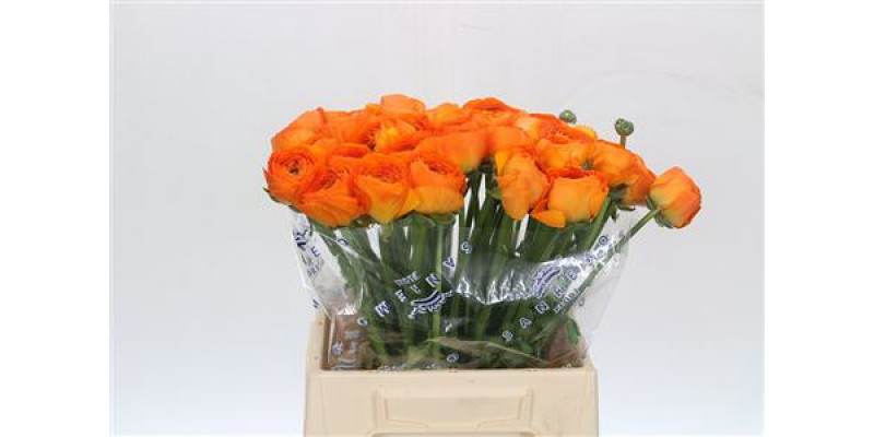 Ranunculus Clooney Lambada Extra 45cm A1