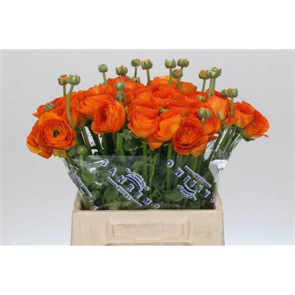 Ranunculus Clooney Lambada Extra 45cm A1