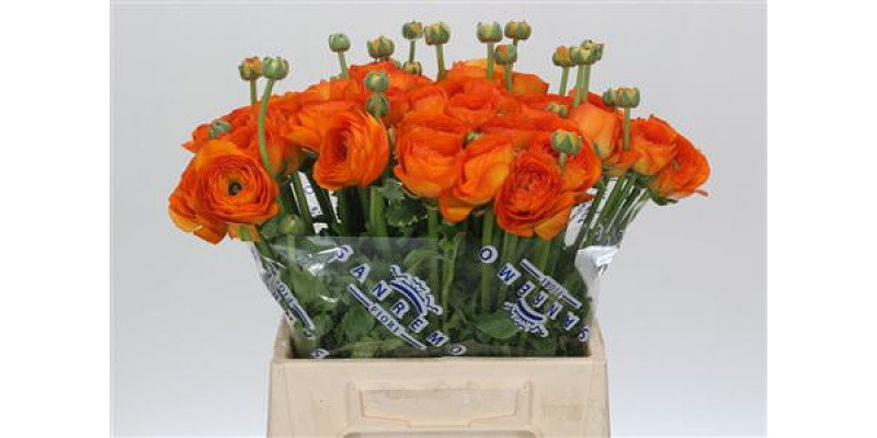 Ranunculus Clooney Lambada Extra 45cm A1