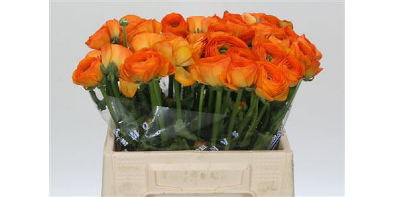 Ranunculus Clooney Lambada Extra 40cm A1