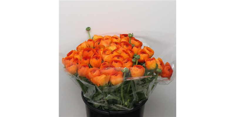 Ranunculus Su Sr Lambada Orange I 40 cm A1