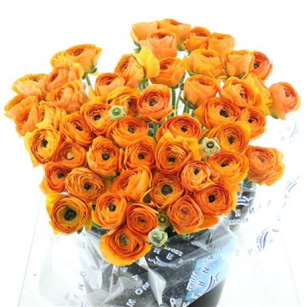 Ranunculus Clooney Lambada 40 cm A1