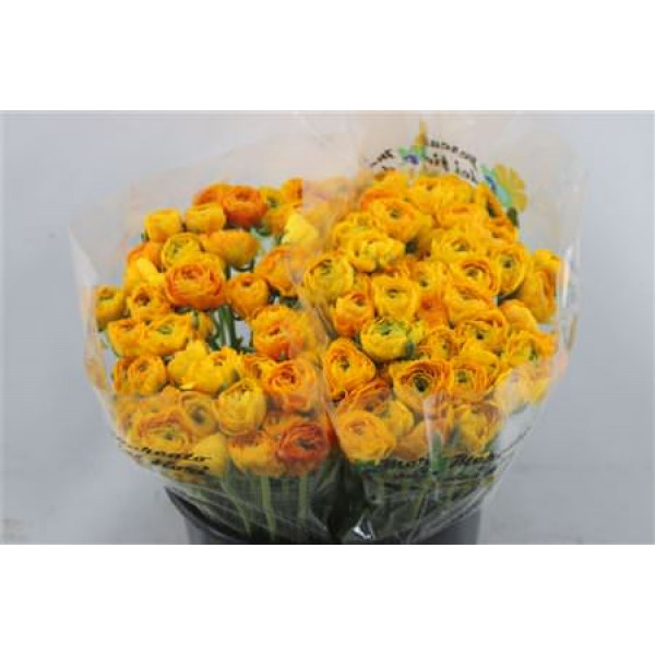 Ranunculus Cloni Safron A1ex 45cm A1