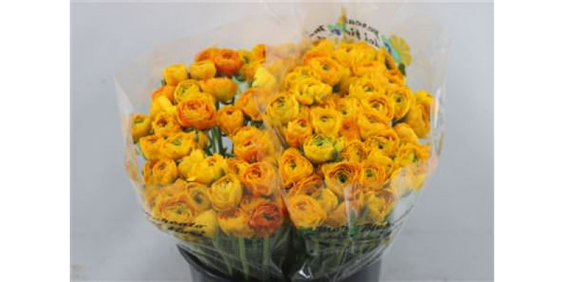 Ranunculus Cloni Safron A1ex 45cm A1