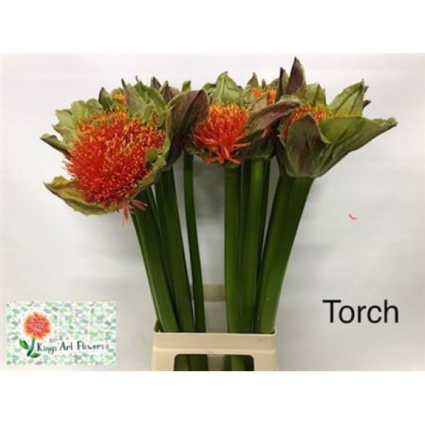 Scad M Torch 80cm A1