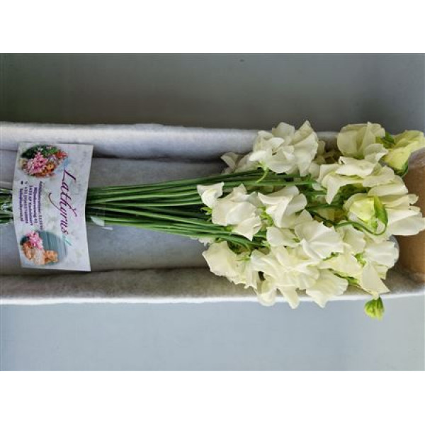 Lathyrus Parfum Cream 40cm A1