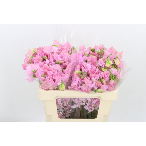 Lathyrus Parfum P Pink 50cm A1 Col-Pink