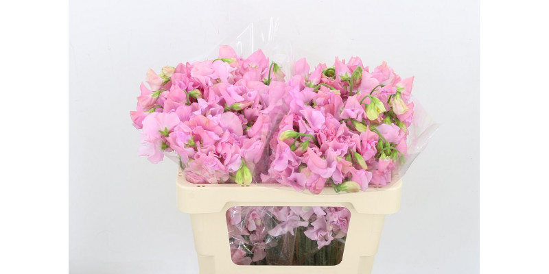 Lathyrus Parfum P Pink 50cm A1 Col-Pink