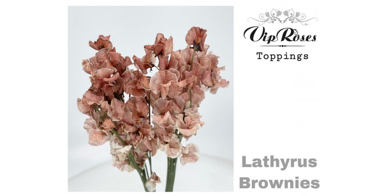 Lathyrus Brownies 35cm A1 Col-Orange