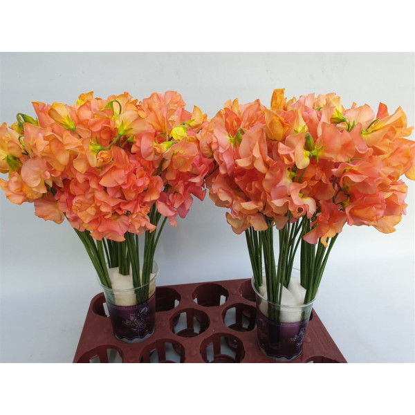 Lathyrus Mango Magic 40 cm A1