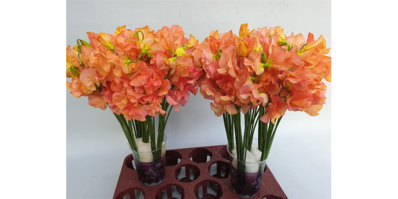 Lathyrus Mango Magic 40 cm A1