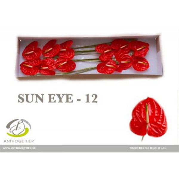 Anthurium A Sun Eye 12  A1