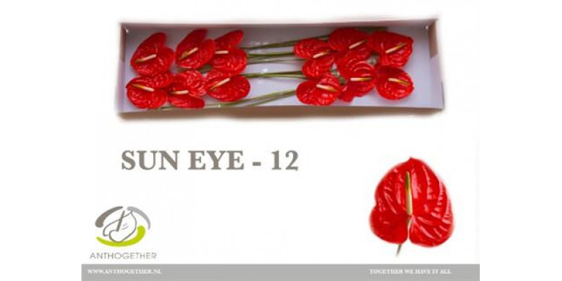 Anthurium A Sun Eye 12  A1