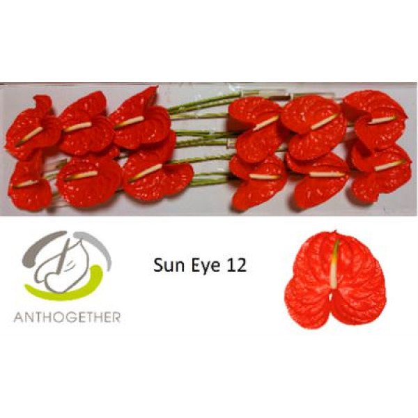 Anthurium A Sun Eye 12  A1