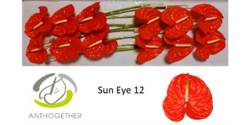 Anthurium A Sun Eye 12  A1