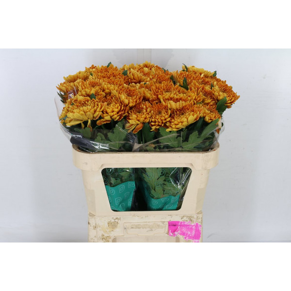 Chrysanthemums G Bellavista 70cm A1 Col-Orange