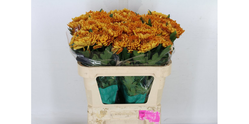 Chrysanthemums G Bellavista 70cm A1 Col-Orange
