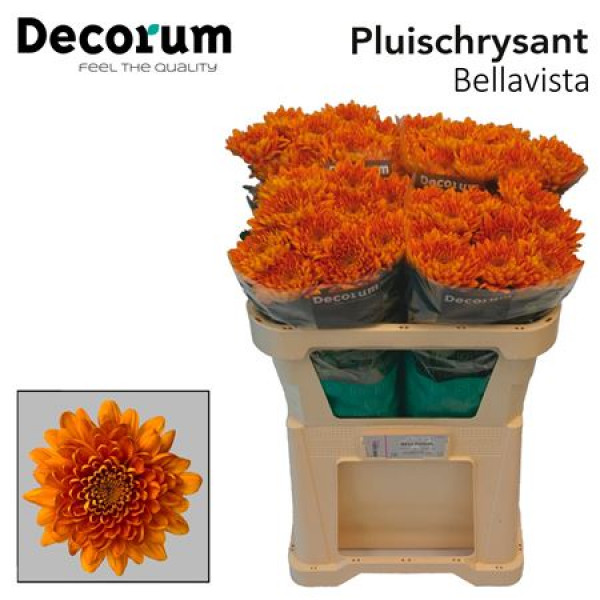 Chrysanthemums G Bellavista 75cm A1 Col-Orange