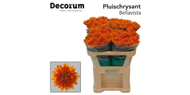 Chrysanthemums G Bellavista 75cm A1 Col-Orange