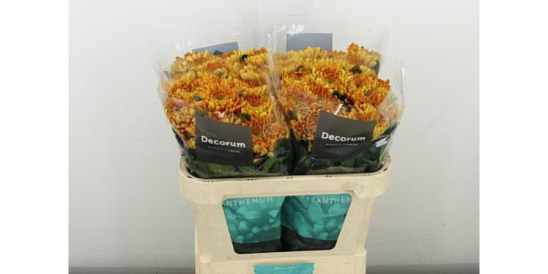 Chrysanthemums G Bellavista 75 cm A1