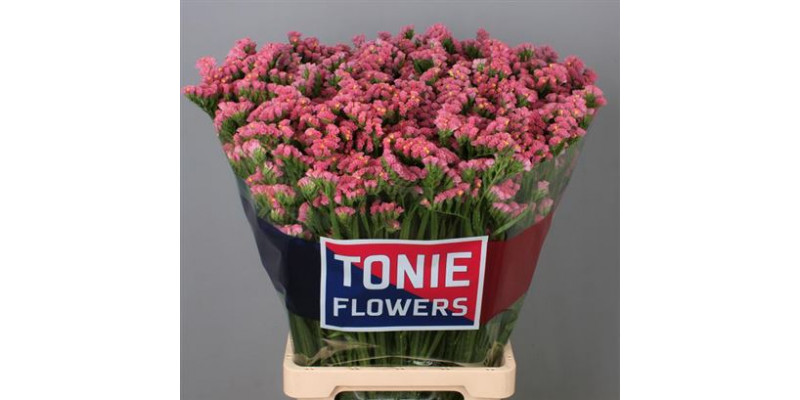 Limonium S Coral Wings 75 A1Old Pink