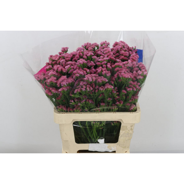 Limonium S Coral Wings 60 A1Old Pink