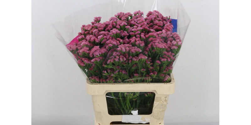 Limonium S Coral Wings 60 A1Old Pink