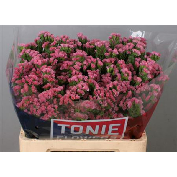 Limonium S Coral Wings 50cm A1