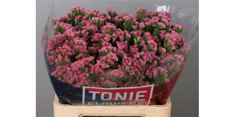 Limonium S Coral Wings 50cm A1