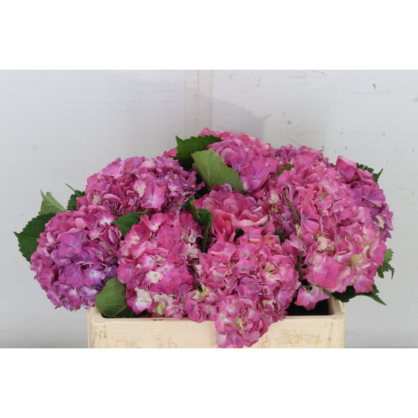 Hydrangea M Scarlet Pink 70cm A1