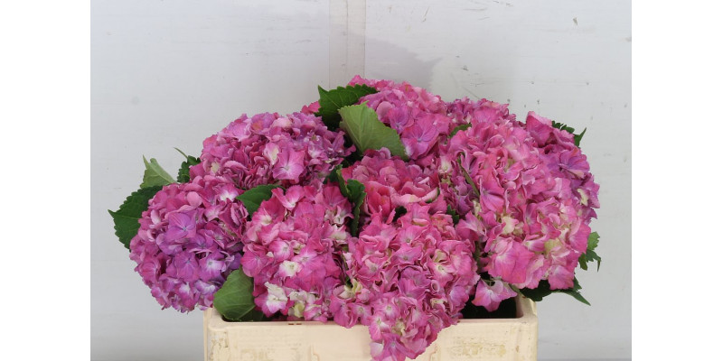 Hydrangea M Scarlet Pink 70cm A1