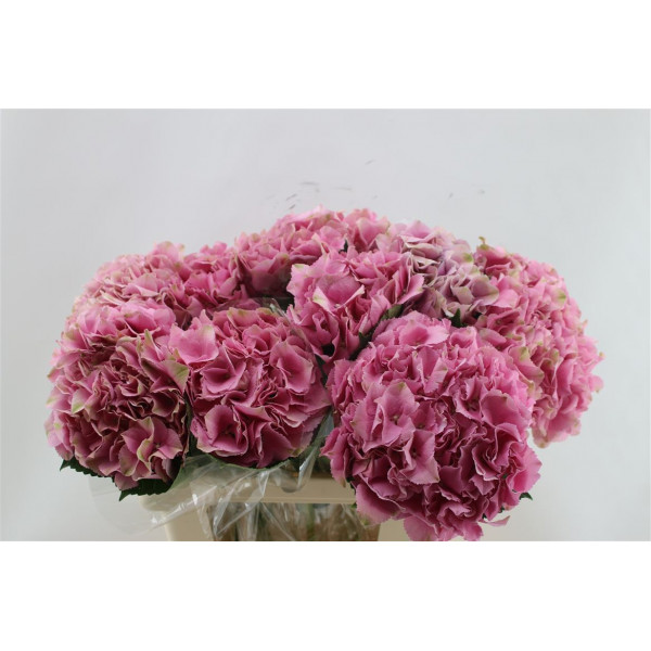 Hydrangea M Juliette Pink 60cm 60cm A1 Col-Pink