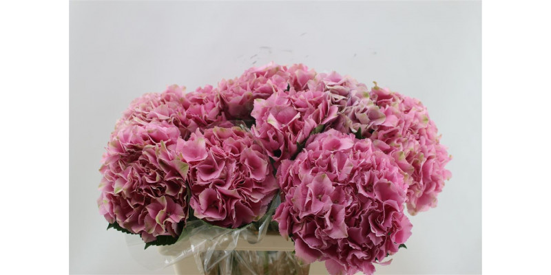 Hydrangea M Juliette Pink 60cm 60cm A1 Col-Pink