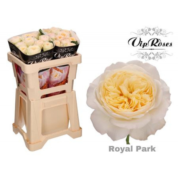 Rose Gr Vip Royal Park 50cm A1