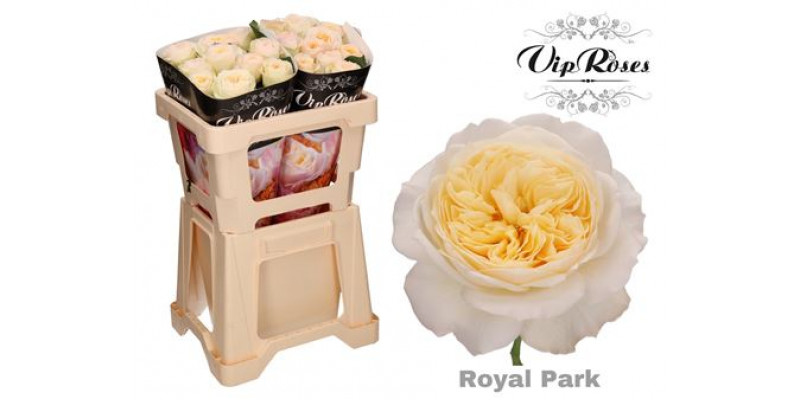 Rose Gr Vip Royal Park 50cm A1