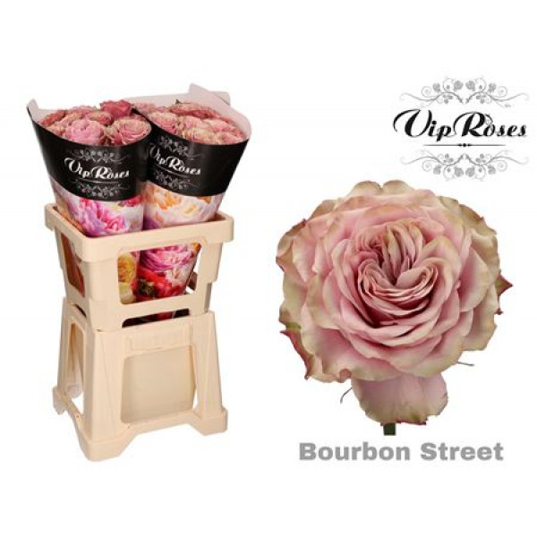 Rose Gr Vip Bourbon Street 70cm A1