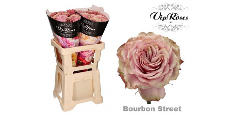 Rose Gr Vip Bourbon Street 70cm A1